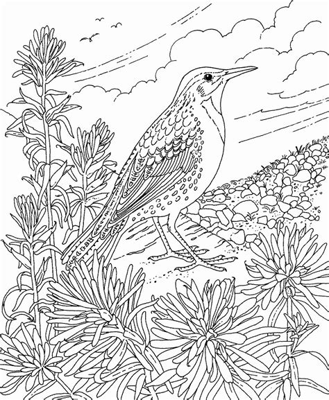 alaska state bird coloring page awesome friends  america