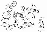 Yeast Saccharomyces Emil Chr sketch template