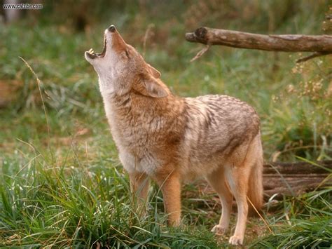 coyote wildlife info   wildlife