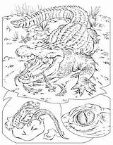 Crocodile Cocodrilos Cocodrilo Krokodyl Alligator Coccodrillo Pintar Kolorowanki Huevos Crocodiles Krokodil Maestre Insegnanti Colorare Lago Dla Colorear24 Disfruta Montón Insegnante sketch template
