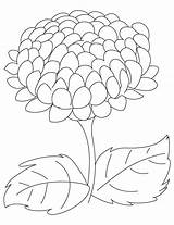 Chrysanthemum Coloring Flower Pages Big Drawing Printable Color Drawings Getcolorings Getdrawings Kevin 16kb sketch template