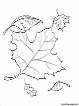 Coloring Maple Drawing Sugar Autumn Drawings Leaf Da Leaves Di Disegno Google Tree Colorare Autunno Foglie Disegni Besuchen Window Color sketch template