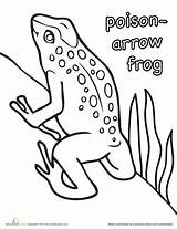 Frog Poison Coloring Arrow Pages Animal Rainforest Clipart Education Dart Toad Draw Clipground Animals sketch template
