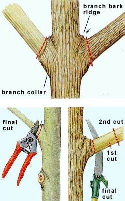 pruning guide pruning tips part