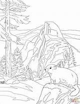 Murmeltier Marmot Ausmalbild Ausdrucken sketch template