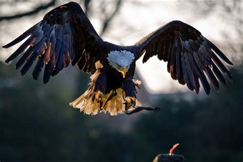 fileamerican bald eagle landingjpg wikimedia commons