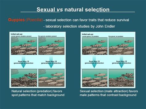 sexual selection incel wiki