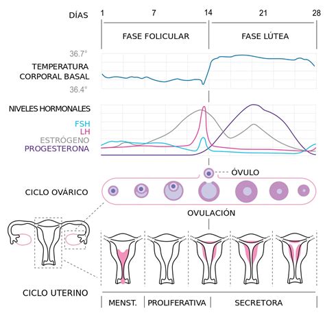 ciclo menstrual ciclo menstrual fases del ciclo menstrual udocz images