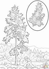 Redwood Hemlock Sequoia State Eastern Getcolorings Colorings sketch template