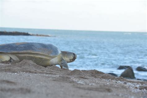 thriving  surviving flatback turtles queensland trust  nature