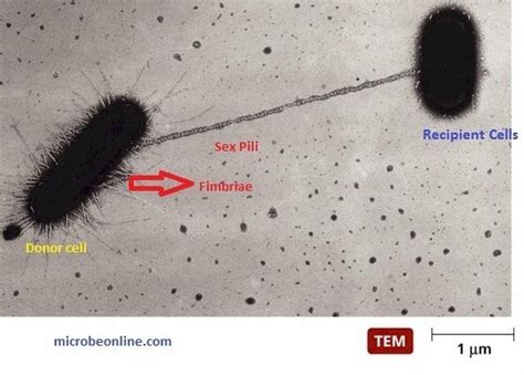 bacterial pili fimbriae characteristics types and