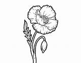Poppy Flower Coloring Coloringcrew Flowers sketch template