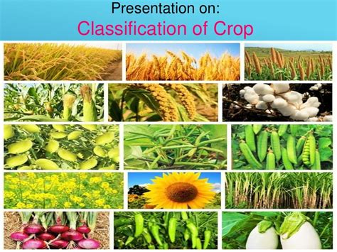 Different Types Of Crop