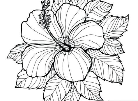 coloring pages  hawaiian flowers  getcoloringscom