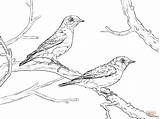 Coloring Bluebird Eastern Pages Pair Bird Blue Printable Drawing Two Flying Designlooter 1200 Drawings Click Coloringbay Getdrawings 900px 16kb sketch template