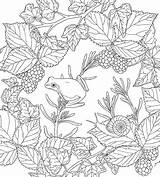 Nature Coloring Issuu Pages Flowers Birds Animal Spring Harmony Sheets Colouring Printable Adult Print sketch template