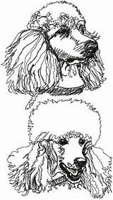 Poodle Embroidery Designs Advanced Set Tattoo Dog Drawing Machine Caniche German Dogs Visit Choose Board Shetland Sheepdog Applique Pointer Shorthaired sketch template
