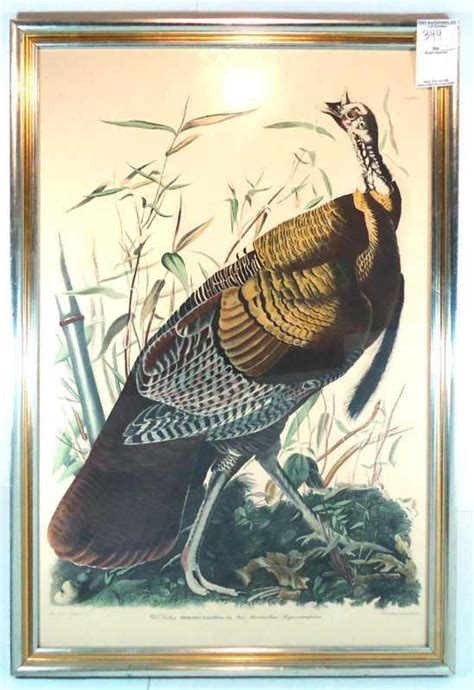 wild turkey male artist audubon