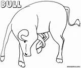 Coloring Bull1 sketch template