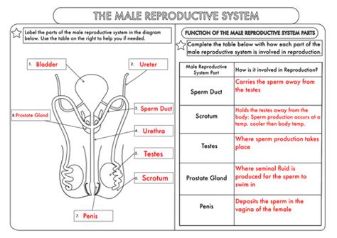 34 Male Reproductive System Diagram Se 10 Answers Wire