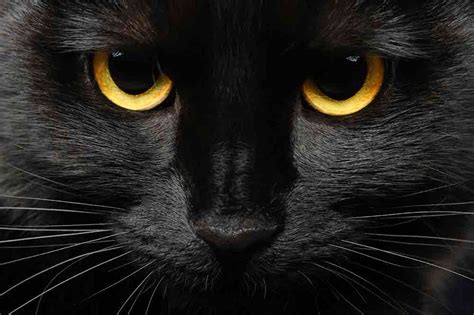 erstaunliche fakten ueber schwarze katzen aus liebe zum haustier