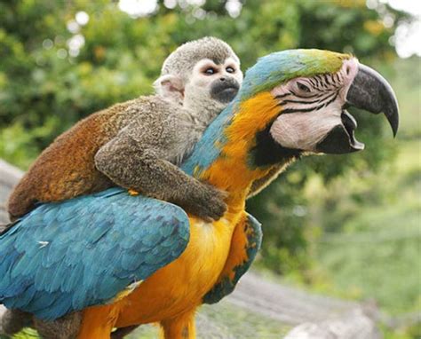 lazy monkey riding  macaw