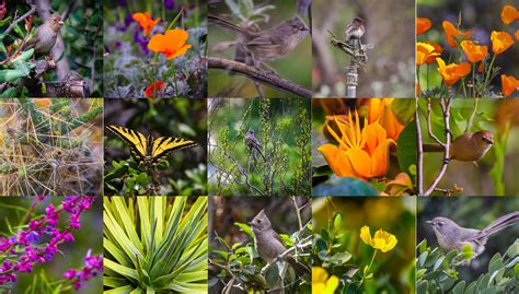 flora  fauna collage