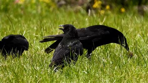 family  crows feeding  mole kraaienfamilie eten mol corvus corone talpa europaea youtube