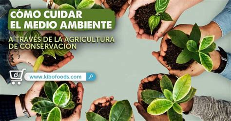¿qué Es Agricultura Sustentable Y Ejemplos 5 Ejemplos De Agricultura