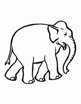 Elefant Olifant Kleurplaat Elefanten Malvorlagen Junger Elefantenkopf Kleurplaten Makkelijke Tiere Hetkinderhuis Kleiner Besuchen sketch template