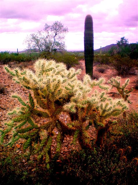 queen creek az desert landscaping beautiful artwork landscape