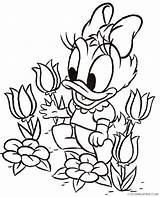 Duck Daisy Coloring Pages Coloring4free Printable Cartoons 1986 Picking Flower Baby sketch template