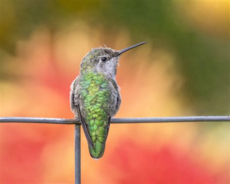 hummingbirds  colours humans   imagine ubc science