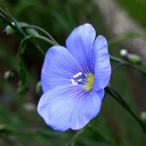 flax plants garden guides