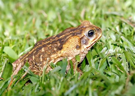 cane toad climatewatch australia citizen science app