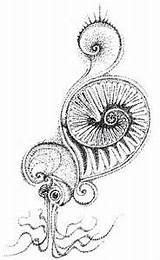 Ammonite Coloring Designlooter Colouring Sketch Template Pages 96kb 300px sketch template