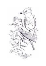 Coloring Kingfisher King Pages Fishers Belted Two sketch template