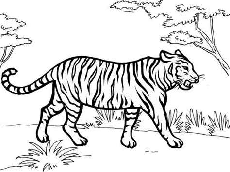 jungle tiger coloring sheet cat coloring book coloring pages animal