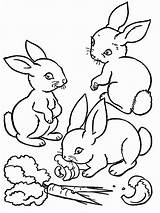Lapin Coloriage Bunny Kolorowanki Marchewka Bunnies Rabbits Lapins Coloriages Imprimer Belier Enfant Balade Dzieci Promenade Colornimbus Disimpan sketch template