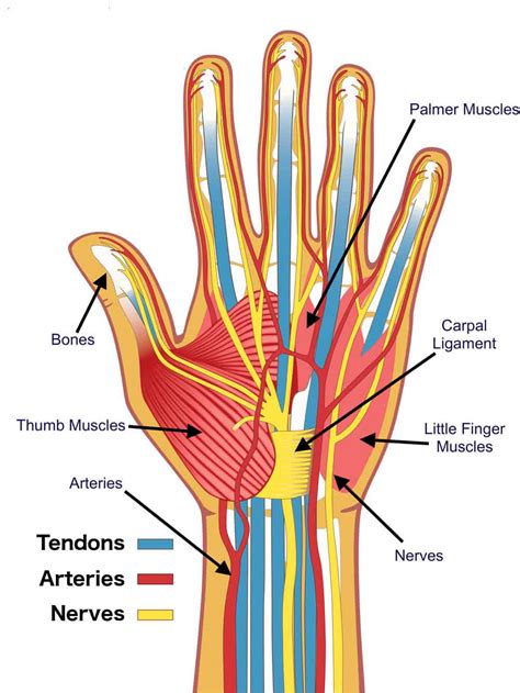 pins and needles in right thumb wrist and forearm oral sex