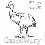 Coloring Emu Cassowary Pages Printable Getcolorings Color sketch template