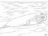 Elefante Marino Marinho Praia Colorare Seal Disegni Disegnare Colorironline sketch template