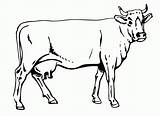 Cow Outline Clipart Coloring Library Beef sketch template