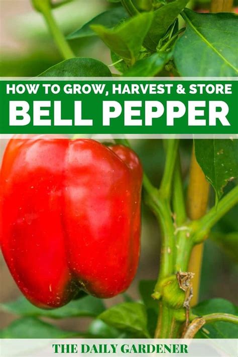 grow harvest  store bell pepper stuffed bell peppers