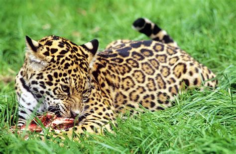 tierlexikon jaguar wwf panda club
