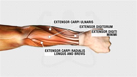 bigger forearms fast  science based tips