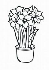 Flores Coloringhome Sementes Colouring Bud Printable Vaso Pintarcolorear sketch template