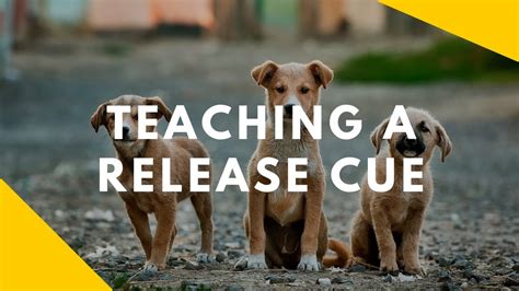 teaching  dog  release cue youtube