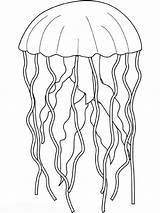 Jellyfish Coloring Pages Color Fish Drawing Animals Simple Kids Realistic Printable Line Print Animal Animalstown Colouring Getdrawings Sea Drawings Girls sketch template
