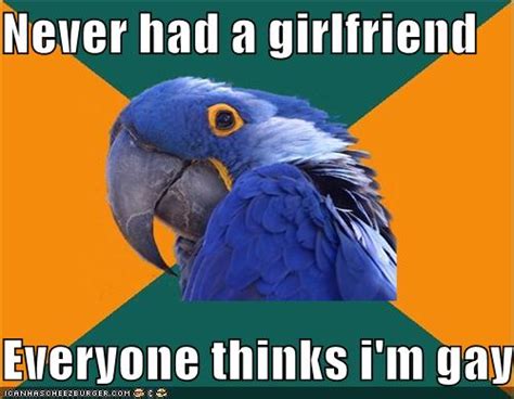image  paranoid parrot   meme